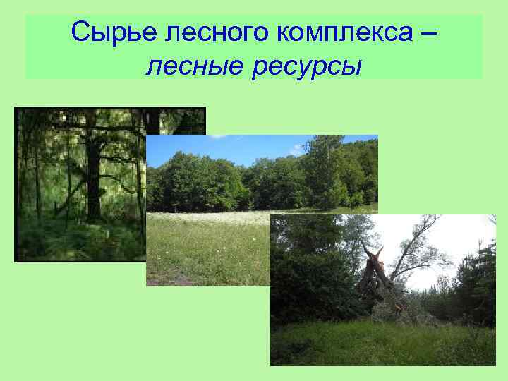 Сырье лесного комплекса – лесные ресурсы 
