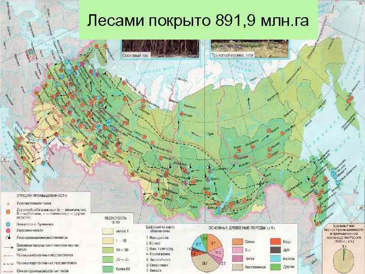 Лесами покрыто 891, 9 млн. га 