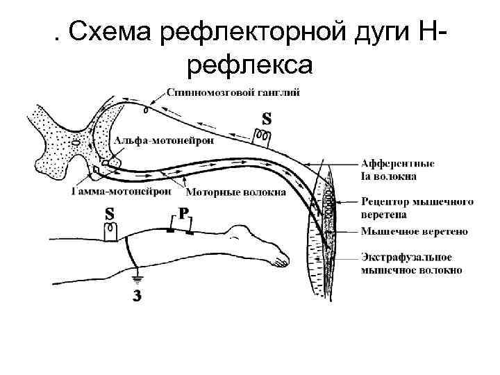 Схема рефлекторной дуги коленного рефлекса 5 звеньев