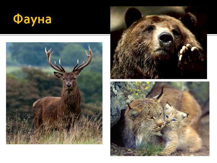 Фауна 