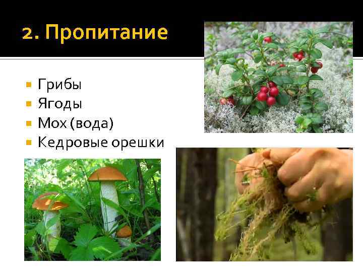 2. Пропитание Грибы Ягоды Мох (вода) Кедровые орешки 