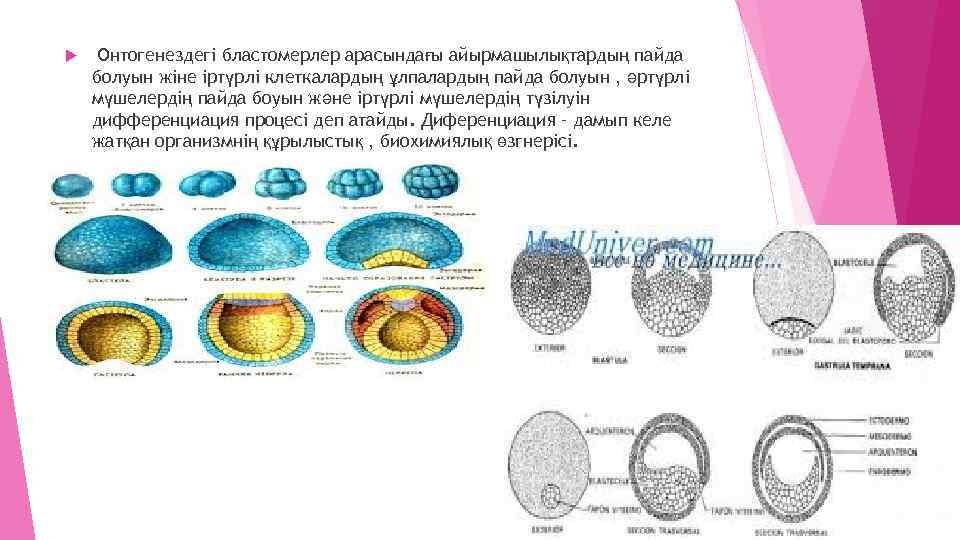  Онтогенездегі бластомерлер арасындағы айырмашылықтардың пайда болуын жіне іртүрлі клеткалардың ұлпалардың пайда болуын ,