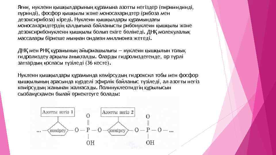 Яғни, нуклеин қышқылдарының құрамына азотты негіздер (пиримидинді, пуринді), фосфор қышқылы және моносахаридтер (рибоза мен