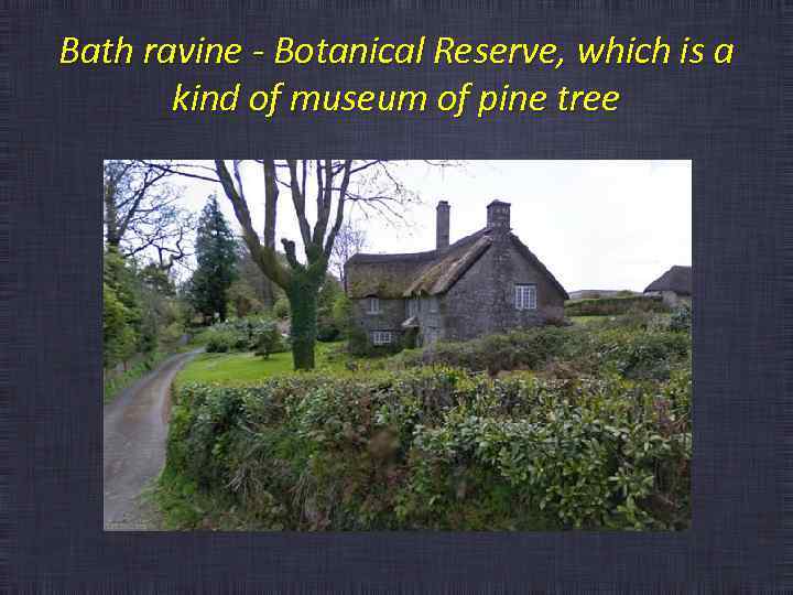 Bath ravine - Botanical Reserve, which is a kind of museum of pine tree