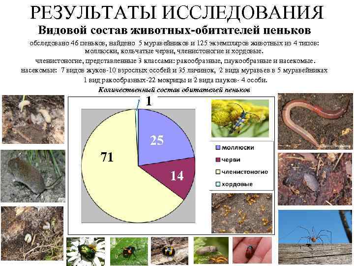 РЕЗУЛЬТАТЫ ИССЛЕДОВАНИЯ Видовой состав животных-обитателей пеньков обследовано 46 пеньков, найдено 5 муравейников и 125