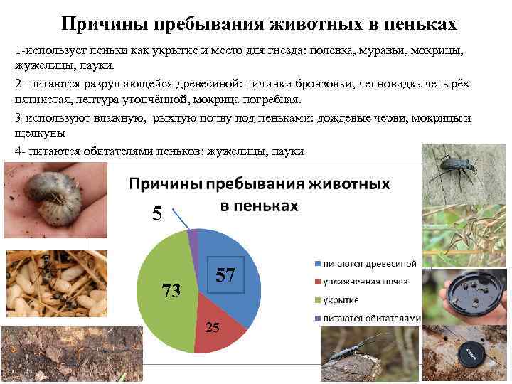 Причины пребывания животных в пеньках 1 -использует пеньки как укрытие и место для гнезда: