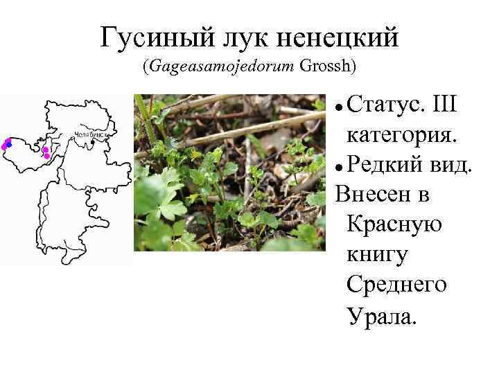 Гусиный лук ненецкий (Gageasamojedorum Grossh) Статус. III категория. Редкий вид. Внесен в Красную книгу