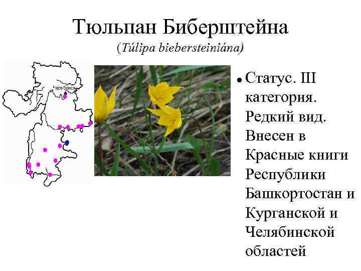 Тюльпан Биберштейна (Túlipa biebersteiniána) Статус. III категория. Редкий вид. Внесен в Красные книги Республики
