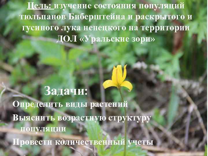 Цель: изучение состояния популяций тюльпанов Биберштейна и раскрытого и гусиного лука ненецкого на территории