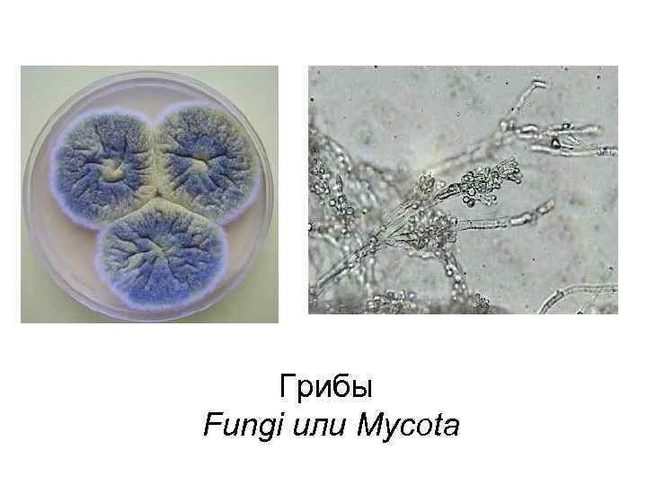 Грибы Fungi или Mycota 