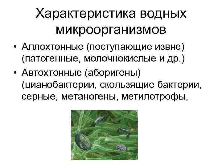 Характеристика водных микроорганизмов • Аллохтонные (поступающие извне) (патогенные, молочнокислые и др. ) • Автохтонные