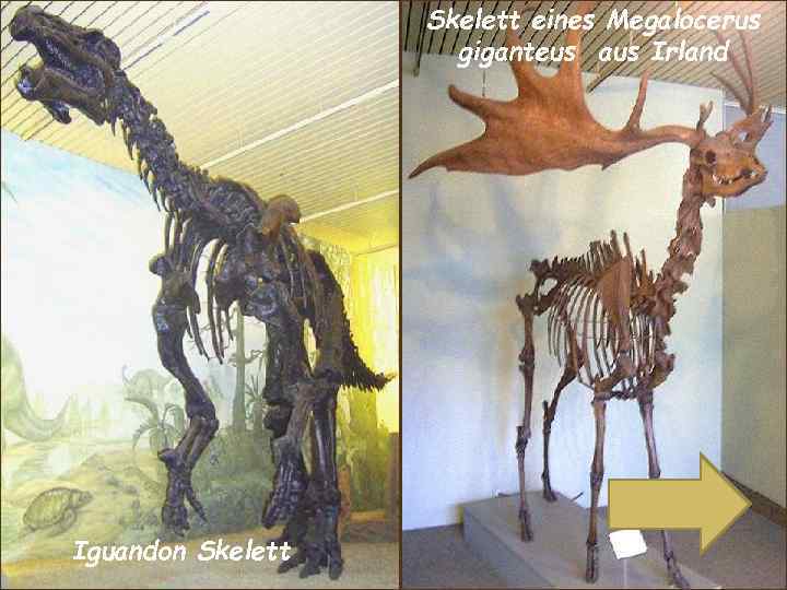 Skelett eines Megalocerus giganteus aus Irland Iguandon Skelett 