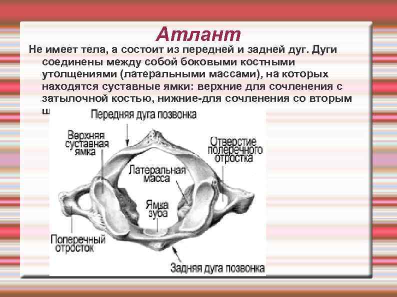 Атлант Не имеет тела, а состоит из передней и задней дуг. Дуги соединены между