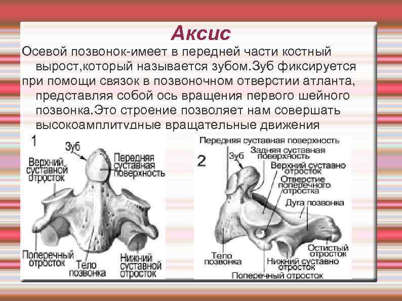 Аксис Осевой позвонок-имеет в передней части костный вырост, который называется зубом. Зуб фиксируется при