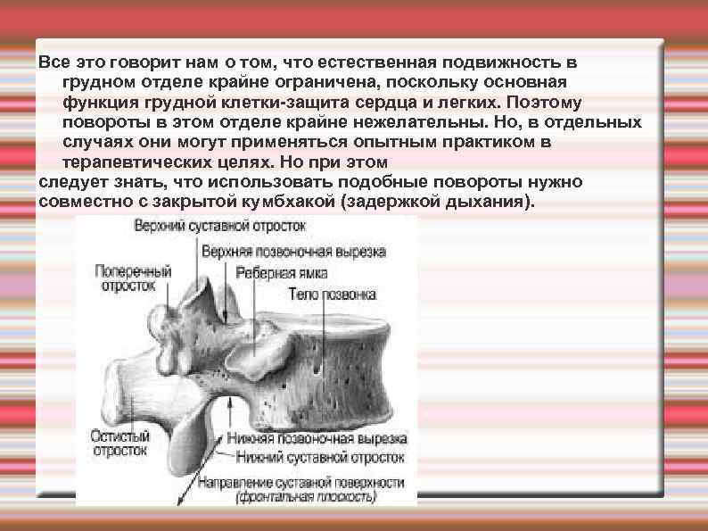 Все это говорит нам о том, что естественная подвижность в грудном отделе крайне ограничена,