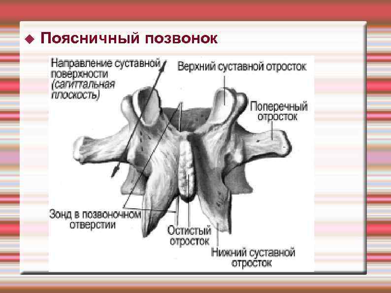  Поясничный позвонок 