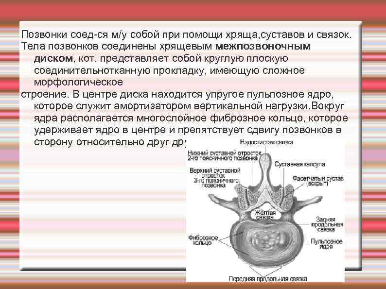 Позвонки соед-ся м/у собой при помощи хряща, суставов и связок. Тела позвонков соединены хрящевым