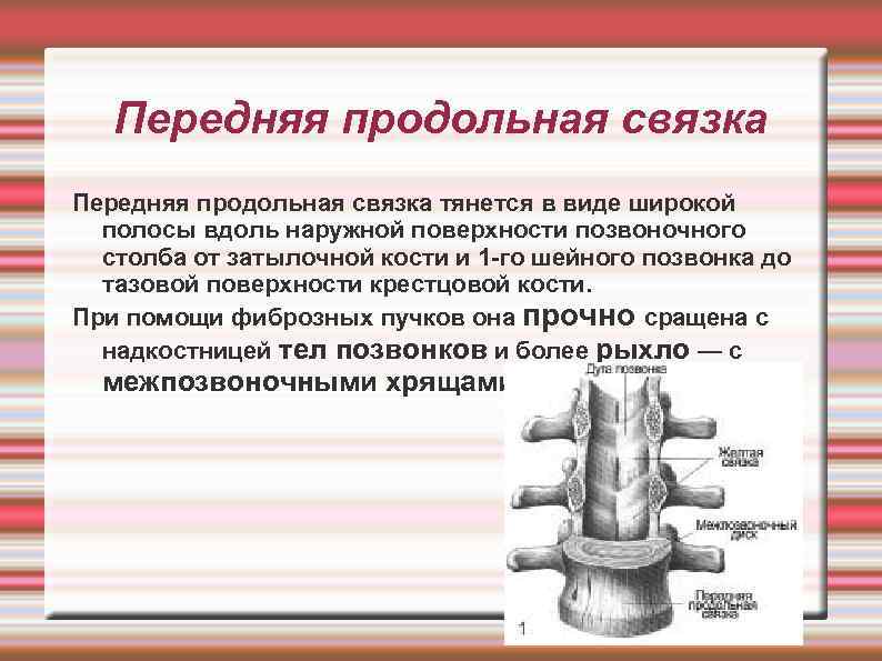 Передняя продольная связка тянется в виде широкой полосы вдоль наружной поверхности позвоночного столба от