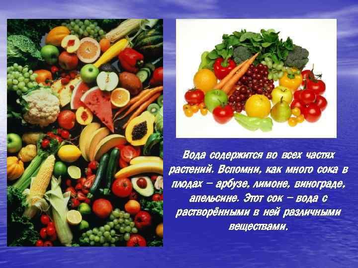 Вода содержится во всех частях растений. Вспомни, как много сока в плодах – арбузе,