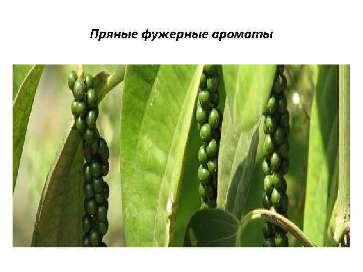 Пряные фужерные ароматы 