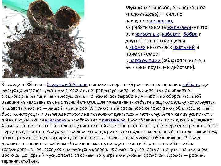 Мускус (латинское, единственное число muscus) — сильно пахнущее вещество, вырабатываемое железаминекото рых животных (кабарги,