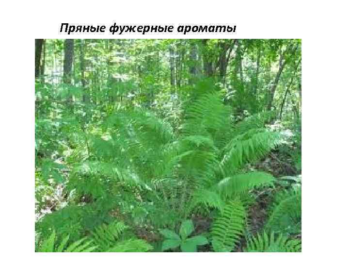 Пряные фужерные ароматы 