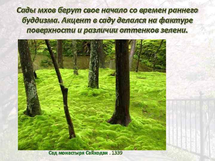 Сады мхов берут свое начало со времен раннего буддизма. Акцент в саду делался на