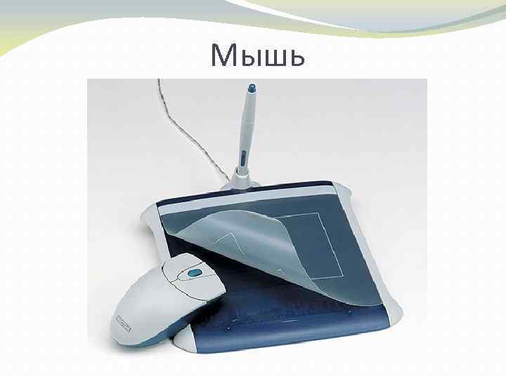 Мышь 