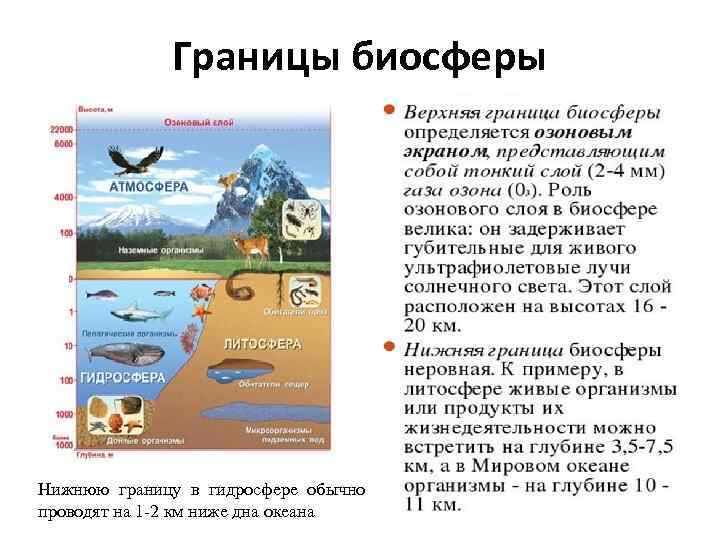 Вопросы по биосфере с ответами. Биосфера и другие оболочки земли. Схема связь биосферы с другими оболочками.