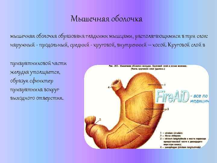 Мышечная оболочка мышечная оболочка образована гладкими мышцами, располагающимися в три слоя: наружный - продольный,