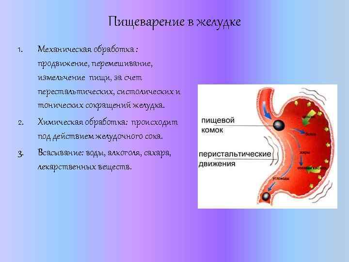 Моторная деятельность желудка физиология