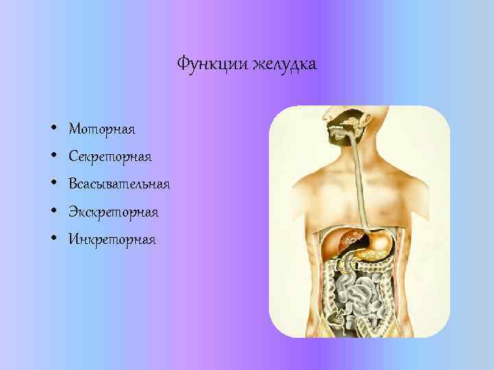 Функции желудка • • • Моторная Секреторная Всасывательная Экскреторная Инкреторная 