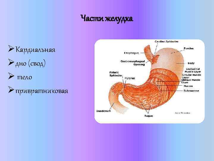 Части желудка Ø Кардиальная Ø дно (свод) Ø тело Ø привратниковая 