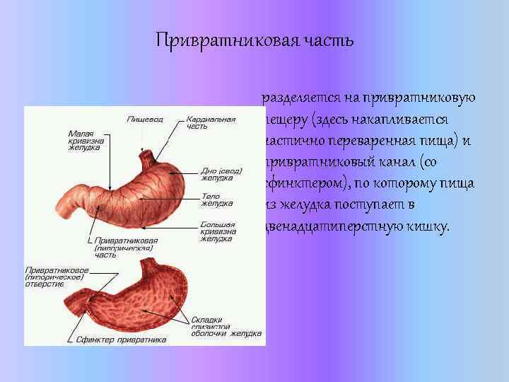 Привратниковая часть разделяется на привратниковую пещеру (здесь накапливается частично переваренная пища) и привратниковый канал