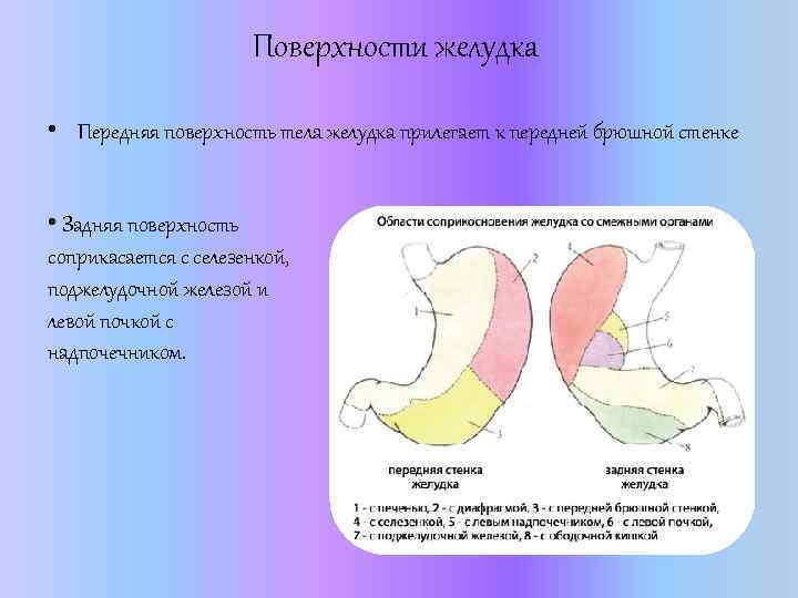 Поверхности желудка • Передняя поверхность тела желудка прилегает к передней брюшной стенке • Задняя