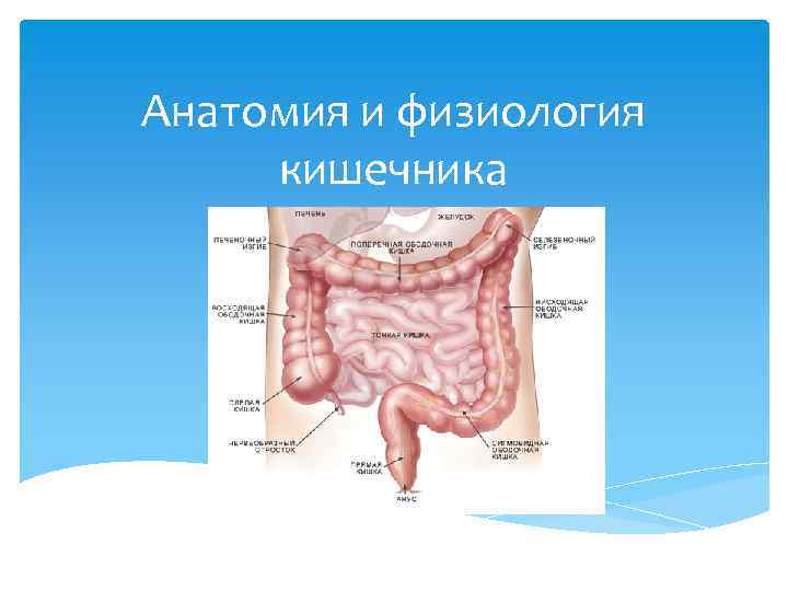 Анатомия и физиология кишечника 