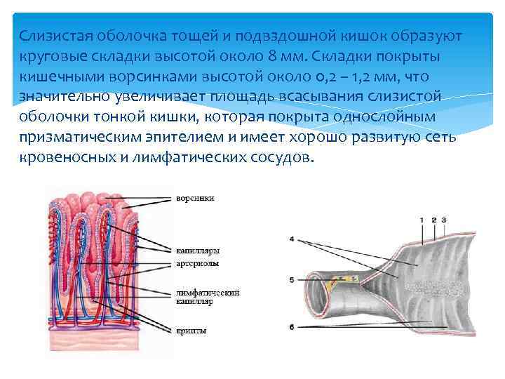 Слизистая оболочка тощей и подвздошной кишок образуют круговые складки высотой около 8 мм. Складки