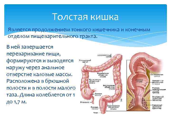 Толстая кишка строение отдел