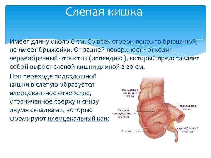 Слепая кишка Имеет длину около 6 см. Со всех сторон покрыта брюшиной, не имеет