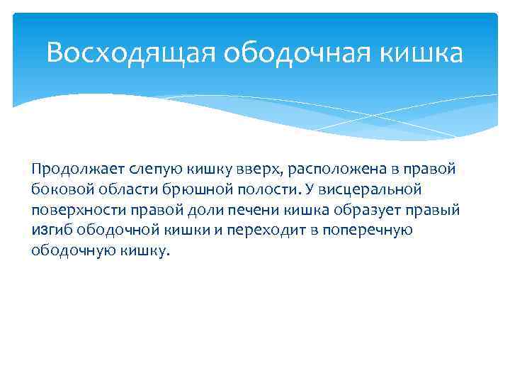 Восходящая ободочная кишка Продолжает слепую кишку вверх, расположена в правой боковой области брюшной полости.