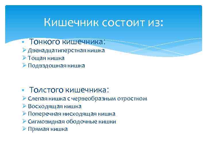 Кишечник состоит из: • Тонкого кишечника: Ø Двенадцатиперстная кишка Ø Тощая кишка Ø Подвздошная