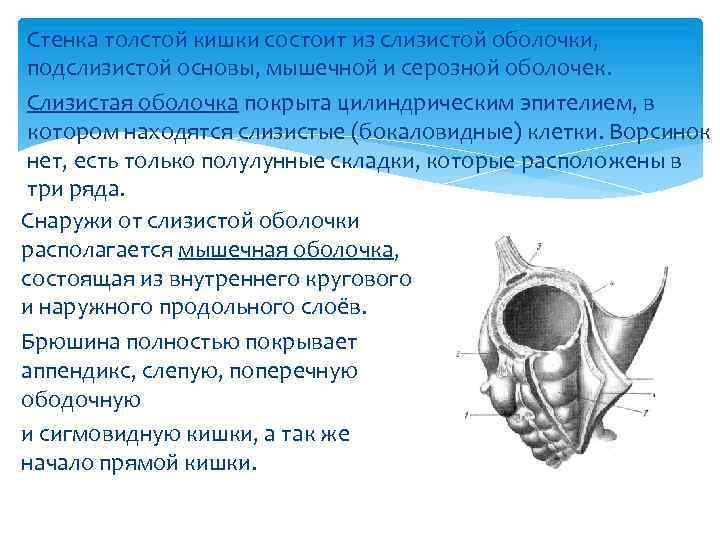 Стенка толстой кишки состоит из слизистой оболочки, подслизистой основы, мышечной и серозной оболочек. Слизистая