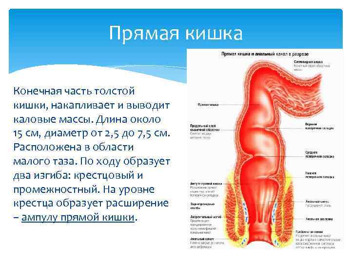 Прямая кишка Конечная часть толстой кишки, накапливает и выводит каловые массы. Длина около 15