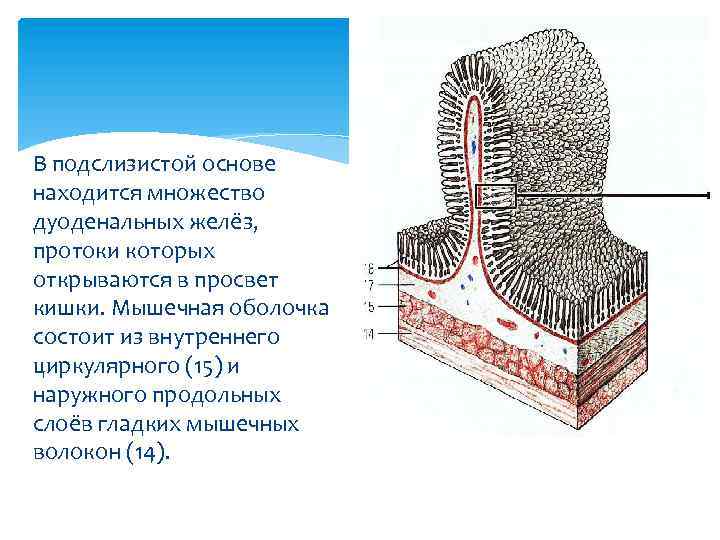 В подслизистой основе находится множество дуоденальных желёз, протоки которых открываются в просвет кишки. Мышечная