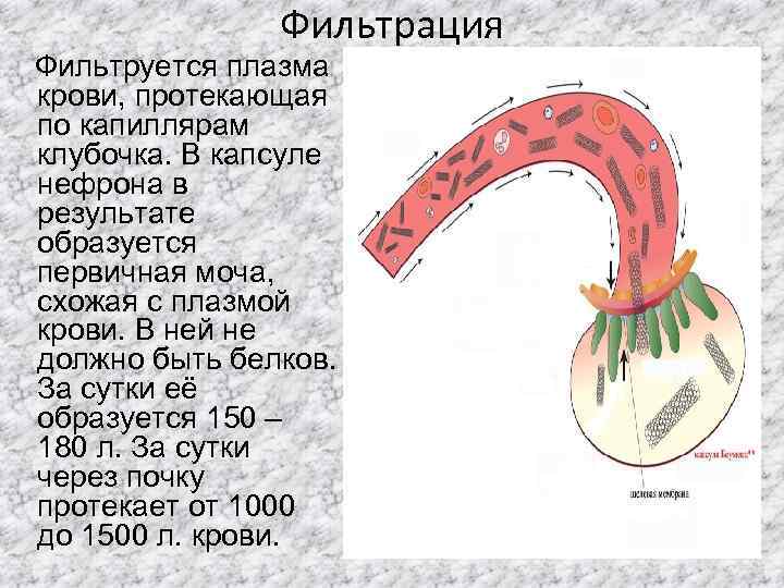 В капиллярном клубочке какая кровь. Фильтрация в капиллярах. Фильтрация плазмы крови в нефроне происходит в. Фильтрация крови в капсулах нефронов. Фильтрация крови в капиллярном клубочке.