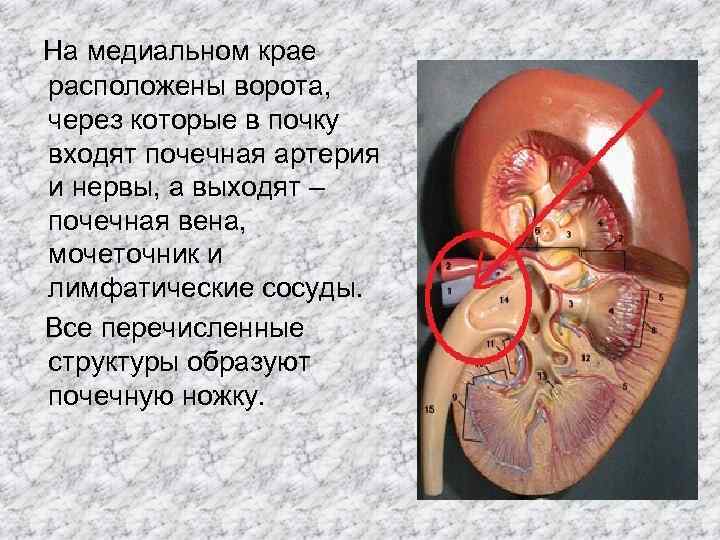 На медиальном крае расположены ворота, через которые в почку входят почечная артерия и нервы,