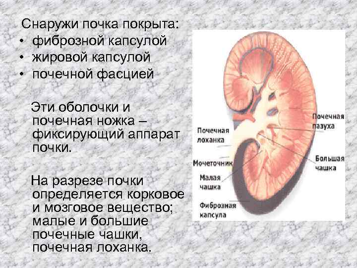 Функции мозгового вещества почки