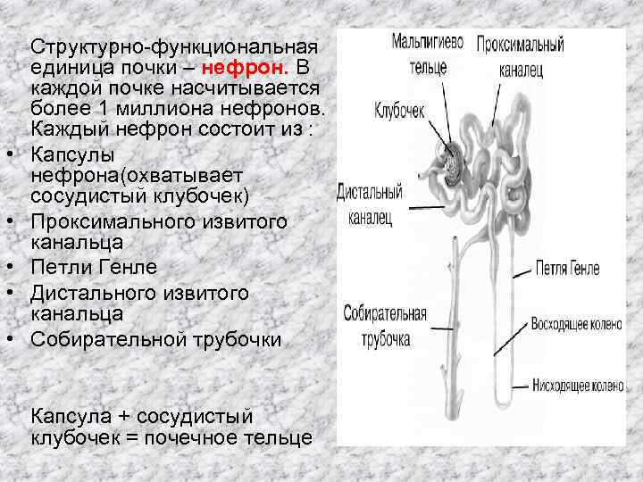 Структурно функциональная единица почки. Проксимальные канальцы почек. Проксимальный и дистальный отдел нефрона. Дистальный каналец почки. Проксимальные и дистальные канальцы почки.