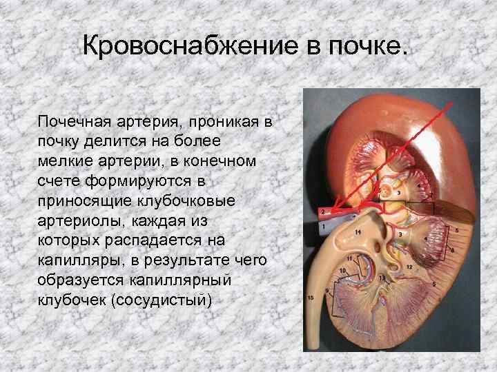 Кровоснабжение в почке. Почечная артерия, проникая в почку делится на более мелкие артерии, в