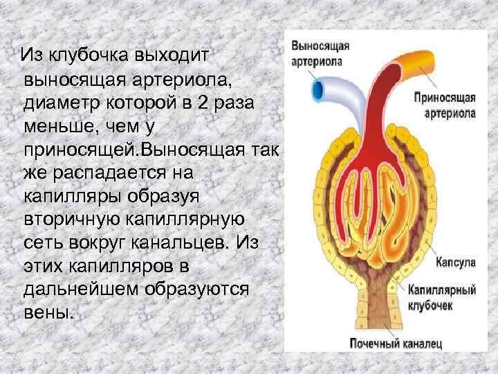 В капиллярном клубочке какая кровь. Выносящая артериола. Артериолы клубочка почки. Диаметр приносящей и выносящей артериолы нефрона. Выносящая артериола почки.